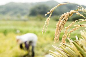 Xuất khẩu gạo năm 2023: Nâng tầm hạt gạo Việt và những cơ hội mới