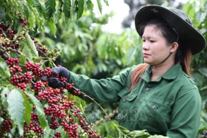 Xuất khẩu cà phê kỳ vọng phá kỷ lục