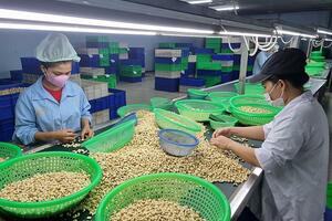 Triển vọng xuất khẩu điều trong năm 2024