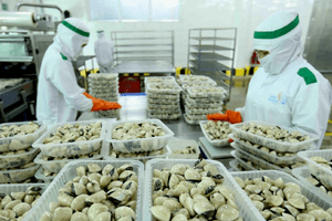 Tăng giá trị cho ngao thương phẩm: Nâng tầm, vươn xa