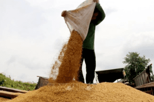 Thị trường nông sản: Xuất khẩu gạo trầm lắng do hạn chế nguồn cung