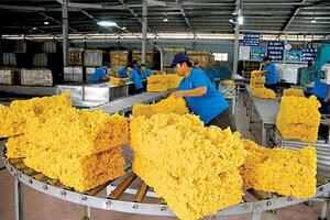 Xuất khẩu tuần 11-17/12: Xuất khẩu cao su mang về 2,51 tỷ USD,xuất khẩu sắn đạt 1,16 tỷ USD sau 11 tháng