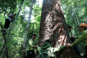 Việt Nam thu hơn 41 triệu USD đầu tiên từ bán tín chỉ carbon rừng