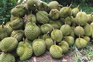 Nhộn nhịp đơn hàng, xuất khẩu sầu riêng hướng tới mục tiêu 3,5 tỷ USD