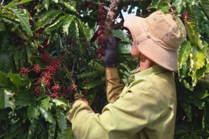 Giá nông sản ngày 16/1/2024: Cà phê và hồ tiêu đồng loạt tăng