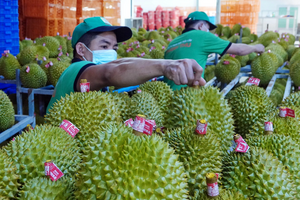 Xuất khẩu rau quả năm 2024: Dự báo mang về 6,5 tỷ USD