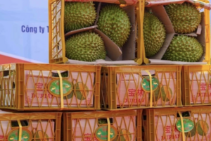 Xuất khẩu hàng hóa cả nước tháng đầu năm 2024 đạt 33,6 tỷ USD