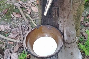 Giá cao su tự nhiên khó hạ nhiệt trong vài tháng tới
