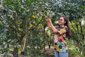 Thanh trà đầu vụ được giá nhưng mất mùa