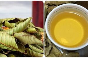 Lá một loại quả pha nước là 'thuốc' bổ tim, kiểm soát đường huyết hiệu quả