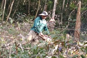 Kon Tum: Khởi tố vụ hủy hoại rừng tại huyện Kon Plông