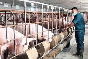 Giá heo hơi hôm nay ngày 28/3/2024: Tiếp tục giảm nhẹ tại miền Bắc