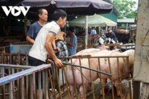 Giá lợn hơi được dự báo sẽ tăng trong dịp nghỉ lễ 30/4 - 1/5