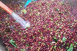 Giá cà phê Robusta và Arabica đồng loạt giảm, tại thị trường nội địa giá cà phê sắp vượt mốc 130.000 đồng
