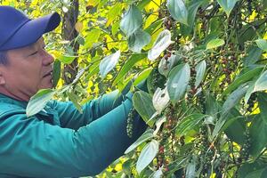 Giá hồ tiêu xu hướng tăng, thận trọng quy hoạch vùng trồng