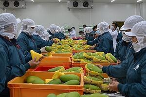 4 tháng, xuất khẩu rau quả thu về hơn 1,8 tỷ USD nhưng vẫn đối diện với rủi ro cố hữu