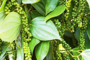 Giá hồ tiêu lập kỷ lục mới