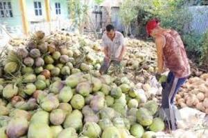 Giá nông sản hôm nay ngày 31/5: Giá tiêu vượt mốc 130.000 đồng/kg; sen đầu mùa đắt hàng, số lượng hạn chế