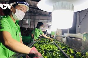 Long An mở đường cho xuất khẩu trái chanh trực tiếp sang Trung Đông