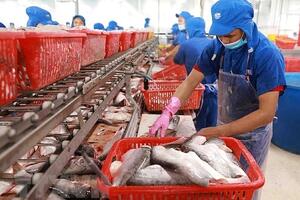 Xuất khẩu cá tra đạt mức kỷ lục nhưng doanh nghiệp chưa vui