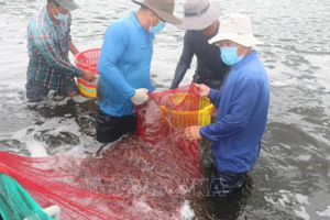 Giá tôm thương phẩm ở Bà Rịa-Vũng Tàu giảm mạnh