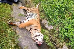 Hổ Malaysia bị mất mạng khi cố vượt qua cao tốc
