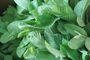 Thực hư uống nước lá ổi chữa bách bệnh, thậm chí 'đánh tan' cả ung thư, tiểu đường