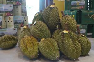 Trung Quốc tăng tốc phát triển ngành sầu riêng