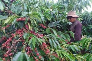 Phát triển vùng nguyên liệu nông, lâm sản đạt tiêu chuẩn xuất khẩu