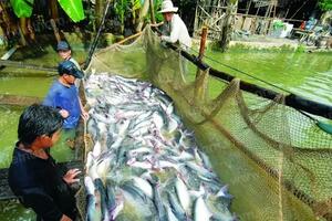 Cần Thơ: Sản lượng thủy sản tăng hơn 15% so với cùng kỳ