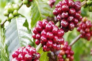 Giá nông sản ngày 24/9/2024: Hồ tiêu tăng mạnh, cà phê giảm nhẹ
