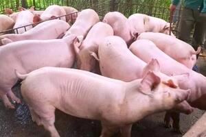 Giá heo hơi ngày 2/10/2024: Biến động từ 64.000 - 69.000 đồng/kg