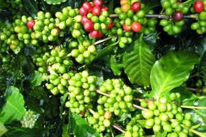Giá nông sản ngày 28/10/2024: Hồ tiêu giảm mạnh, cà phê giữ mức ổn định