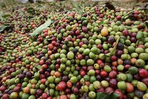 Giá nông sản ngày 31/10/2024: Cà phê giảm mạnh, hồ tiêu ổn định