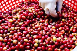 Giá nông sản ngày 6/11/2024: Cà phê tăng tăng 400 - 500 đồng/kg, hồ tiêu tiếp tục ổn định