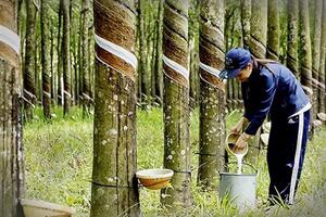Dự báo, xuất khẩu cao su năm 2024 đạt từ 3 - 3,5 tỷ USD