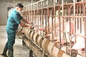 Giá heo hơi hôm nay 8/11/2024: Đồng loạt đi ngang, miền Bắc giao dịch quanh mốc 63,4.000 đồng/kg