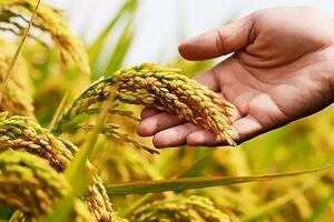 Giá lúa gạo hôm nay 12/11/2024: Giá lúa tăng 100 đồng/kg, giá gạo xuất khẩu giảm mạnh