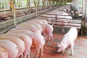 Giá heo hơi ngày 13/11/2024: Miền Nam giảm nhẹ, miền Bắc và miền Trung giữ giá