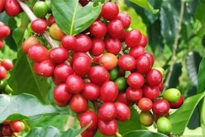 Giá nông sản ngày 13/11/2024: Cà phê tăng mạnh, hồ tiêu giảm sâu