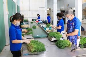 Hiệu quả hoạt động của các hợp tác xã nông nghiệp ngày càng nâng cao