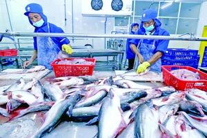 Xuất khẩu cá tra tăng mạnh, kỳ vọng vượt mốc 2 tỷ USD