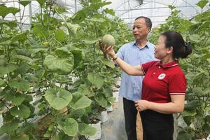 Quảng Ninh: Liên kết hợp tác xã, thúc đẩy kinh tế tập thể