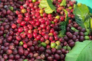 Giá cà phê hôm nay 12/12/2024: Giá cà phê trong nước tăng nhẹ