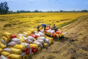 Xuất khẩu gạo năm 2024 đạt kỷ lục cả về lượng và giá trị