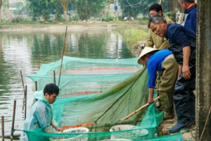 Làng cá chép đỏ xứ Thanh rộn ràng ngày Táo Quân về chầu Trời