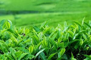 Hoa Kỳ tăng nhập khẩu chè từ Việt Nam