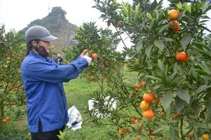 Trái cây Việt - làm gì để chinh phục đỉnh cao mới?