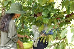 Giá cà phê hôm nay 27/2/2025 tiếp tục giảm sâu
