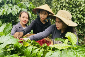 Giá cà phê hôm nay 1/3/2025 trong nước, thế giới đều giảm